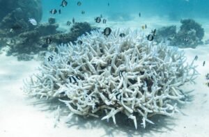 Best IAS Coaching in Haryana | UPSC Compass