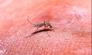 Using a unique multistage antigen design, the Indian Council of Medical Research (ICMR) is creating AdFalciVax, the country's first domestic two-stage malaria vaccine, to fight Plasmodium falciparum. | UPSC Compass