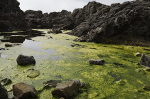 Algal Blooms | UPSC Compass