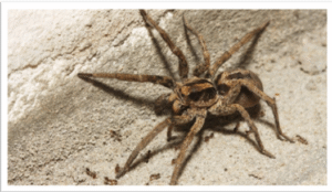 New Species of Wolf Spiders | UPSC Compass