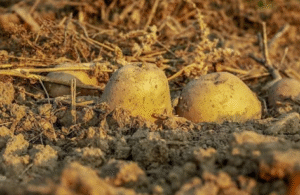 Bio-Fortified Potatoes | UPSC Compass