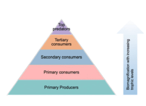 Biomagnification and Bioaccumulation | UPSC Compass