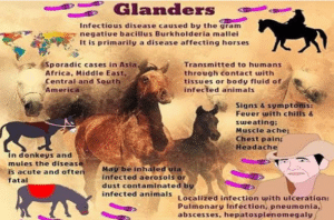 Glanders | UPSC Compass