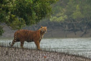 Sundarbans | UPSC Compass